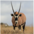 Gemsbok