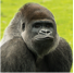 Gorrila