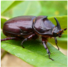 Rhino beetle