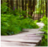 Lost forrest
