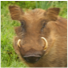 Warthog